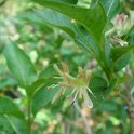 Lonicera alpigena fleur P2D
